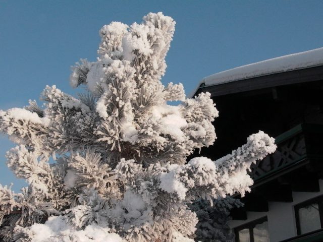 P1000835-8(шютдорф).JPG