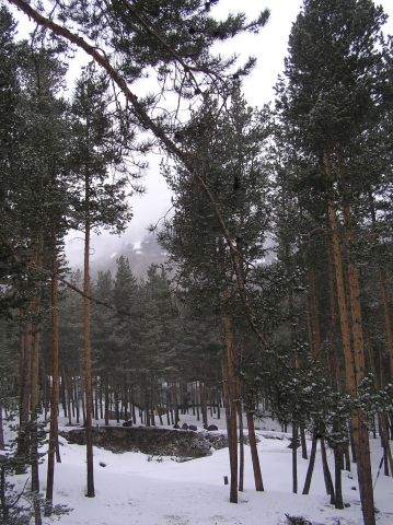 Терскольский лесок.JPG