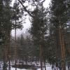Терскольский лесок.JPG