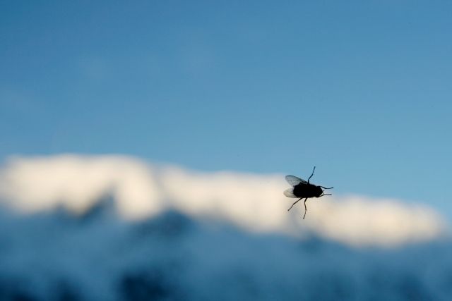 Alpine Fly.jpg