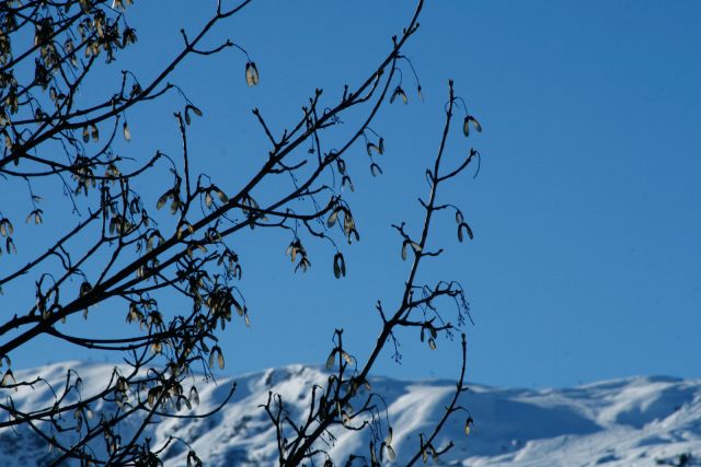 Tree.jpg