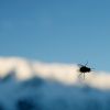 Alpine Fly.jpg