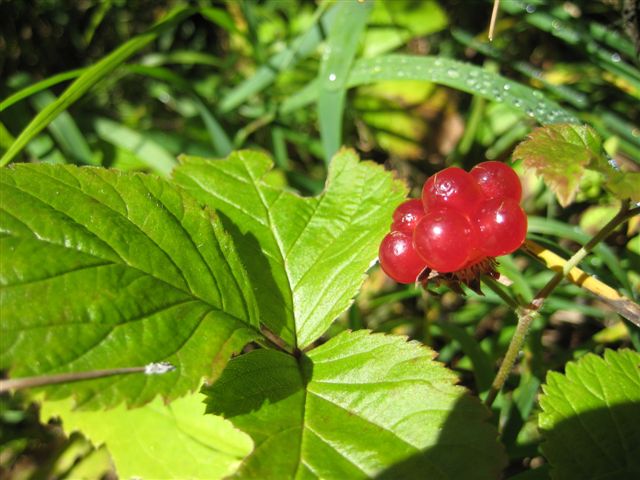 IMG_0877.JPG