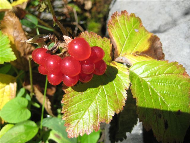 IMG_0878.JPG