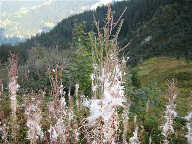 IMG_0990.JPG