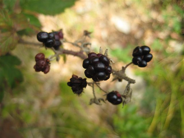 IMG_1174.JPG