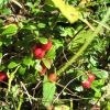 IMG_1038.JPG