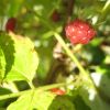 IMG_1266.JPG