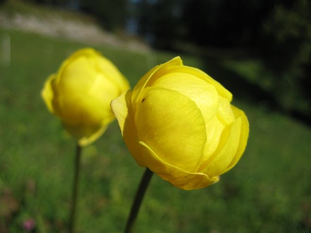 IMG_1014.JPG