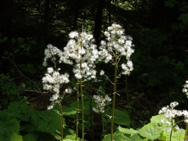 IMGP4844.JPG
