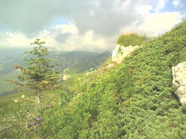 йолочко