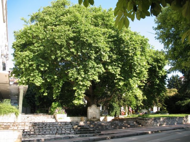 Старинный клен
