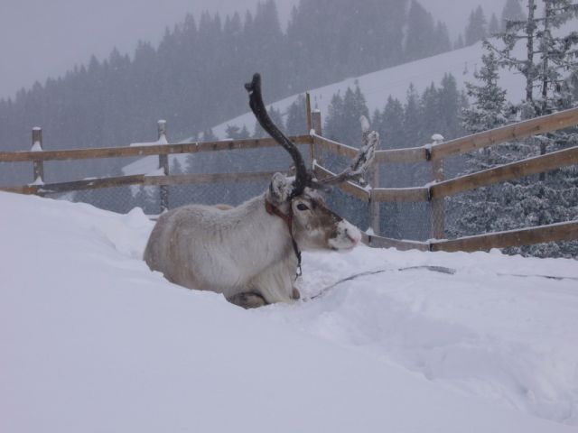 deer.JPG