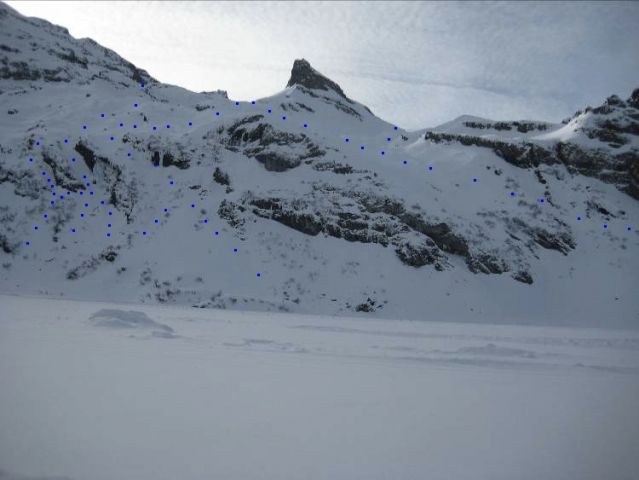 Resized IMG_3978 -цвет низ гребня.jpeg
