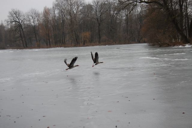 Munich_Engl_Park2.JPG