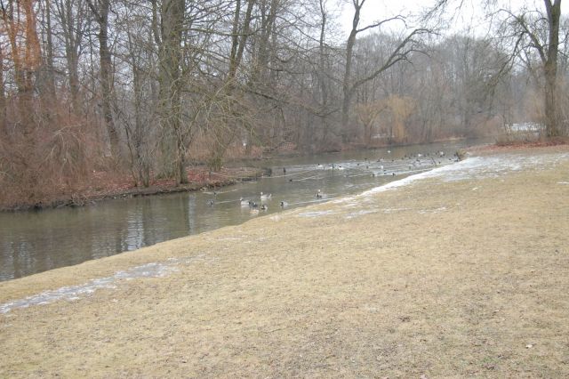 Munich_Engl_Park1.JPG