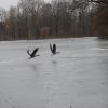 Munich_Engl_Park2.JPG