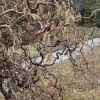 Resized DSC00115.jpg