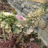 Resized DSC00119.jpg