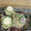 Resized DSC00105.jpg