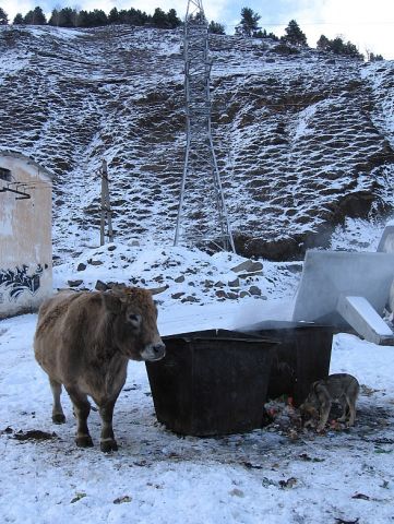 Почти Индия - коровы и мусорки.jpg