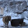 Почти Индия - коровы и мусорки.jpg