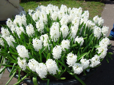 Амстер 2010 244.jpg