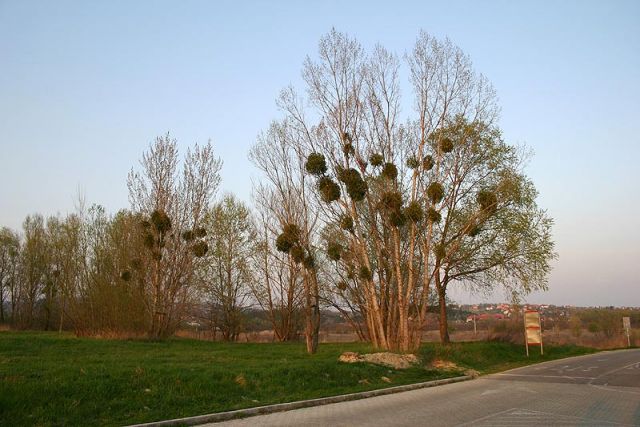 Heviz_7.jpg
