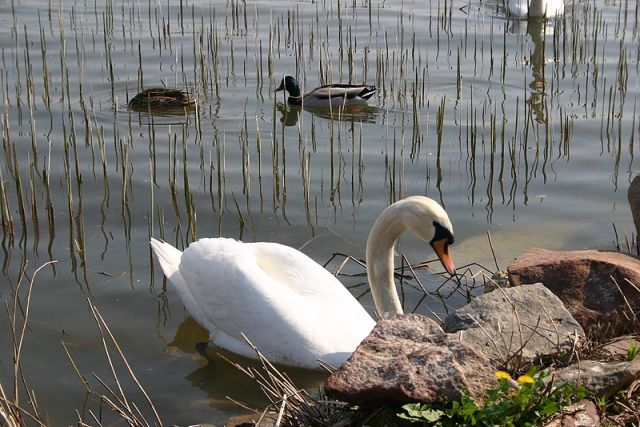Kezthely_Balaton_3.jpg