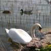 Kezthely_Balaton_3.jpg