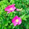 Resized DSC04794.jpg