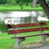Resized DSC04659.jpg