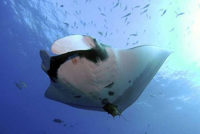Manta_birostris_3.jpg