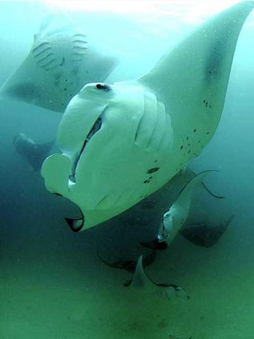 Manta_birostris_6.jpg