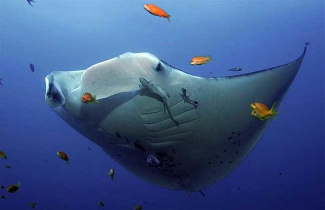 Manta_birostris_1.jpg