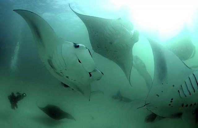 Manta_birostris_7.jpg
