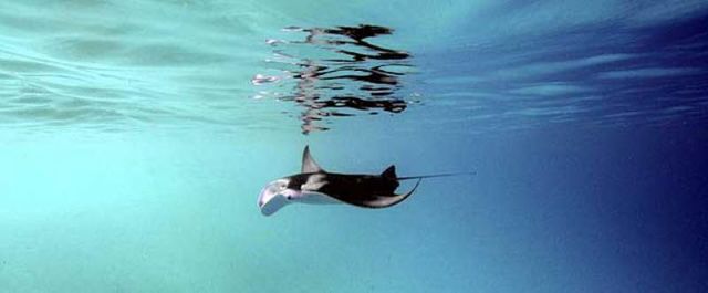 Manta_birostris_2.jpg