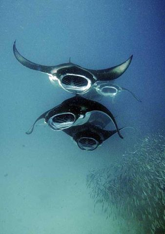 Manta_birostris_5.jpg