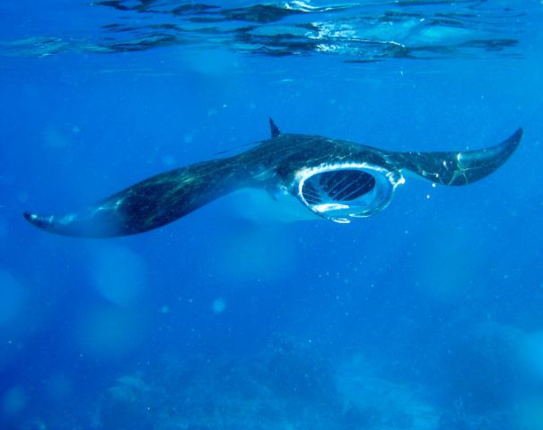 Manta_birostris_12.jpg