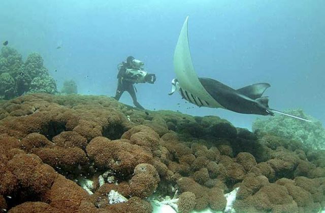 Manta_birostris_8.jpg
