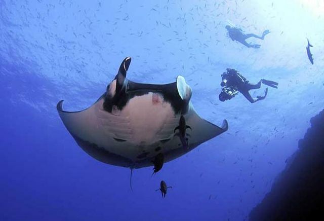 Manta_birostris_9.jpg