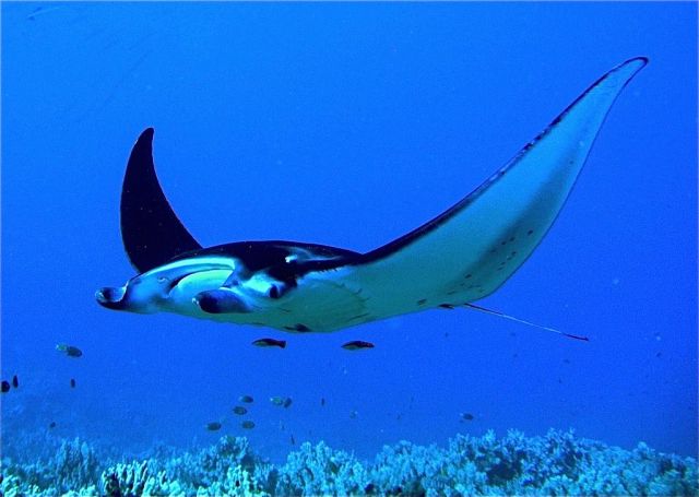Manta_birostris_11.jpg