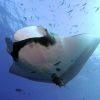 Manta_birostris_3.jpg