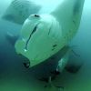 Manta_birostris_6.jpg