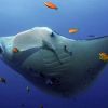 Manta_birostris_1.jpg