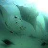 Manta_birostris_7.jpg