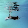Manta_birostris_2.jpg
