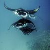 Manta_birostris_5.jpg