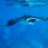 Manta_birostris_12.jpg