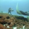 Manta_birostris_8.jpg